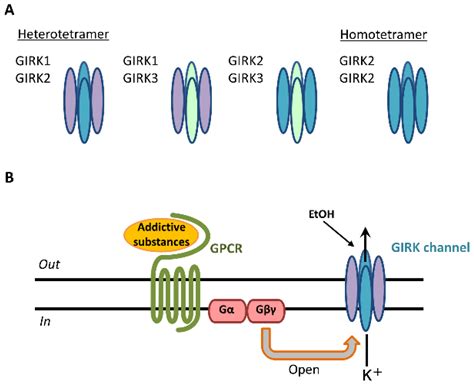 girk|Structural Insights into GIRK Channel Function